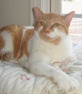 Butterscotch needs a home ASAP