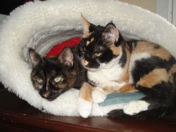 Patches and Missy